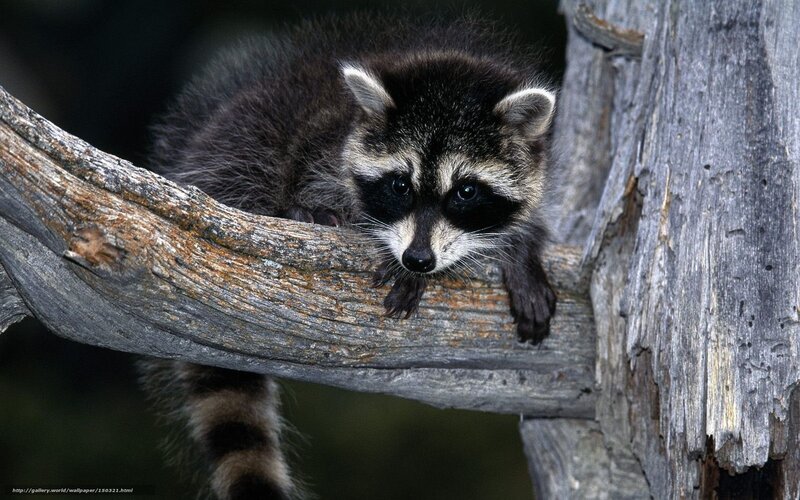 Raccoon on Tree Branch — Gray, Curious, Photograph