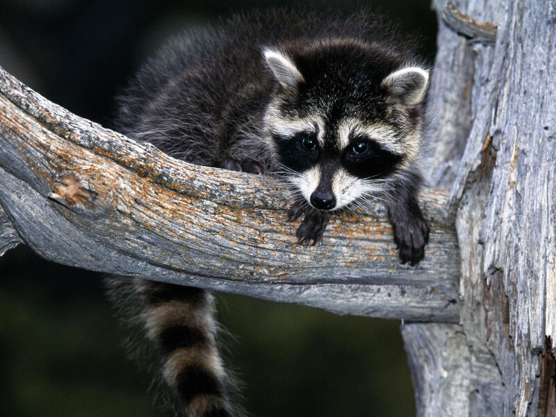 Raccoon on Tree Branch — Gray, Curious