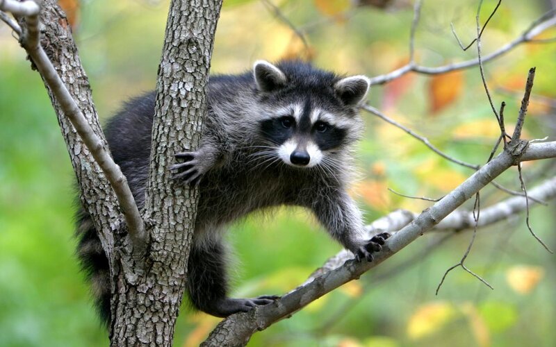 Raccoon on Tree Branch — Gray, Natural