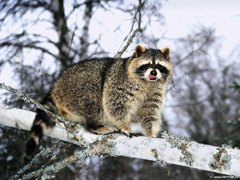 Raccoon on Tree Branch — Gray