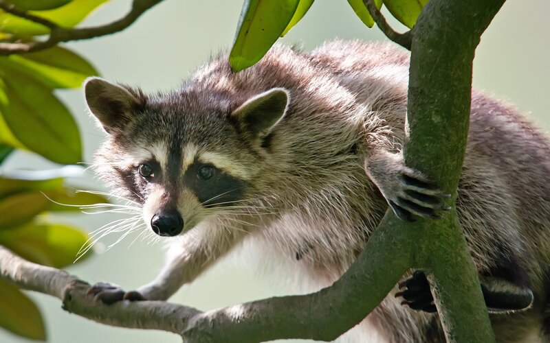 Raccoon on Tree Branch — Green, Calm