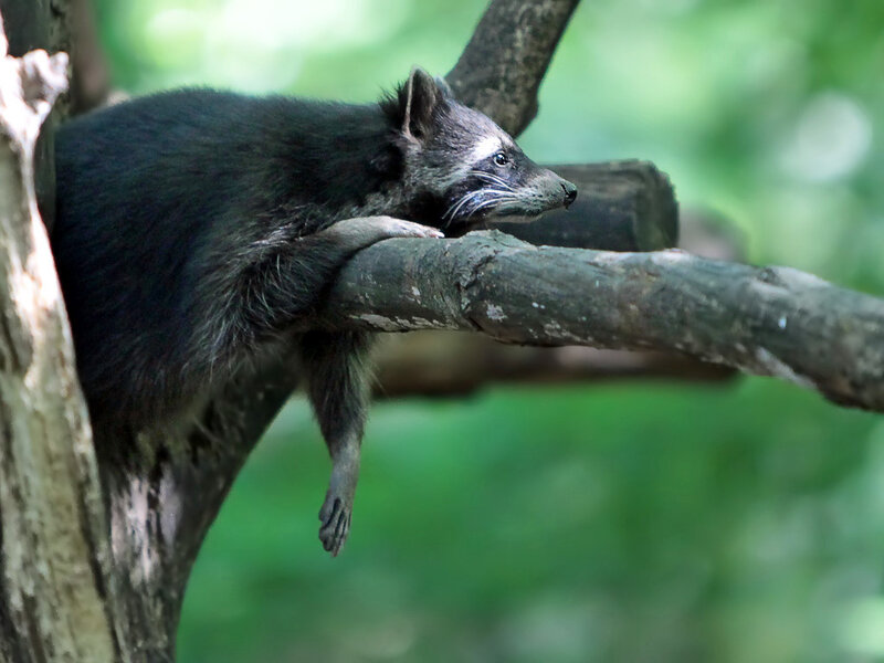 Raccoon on Tree Branch — Green