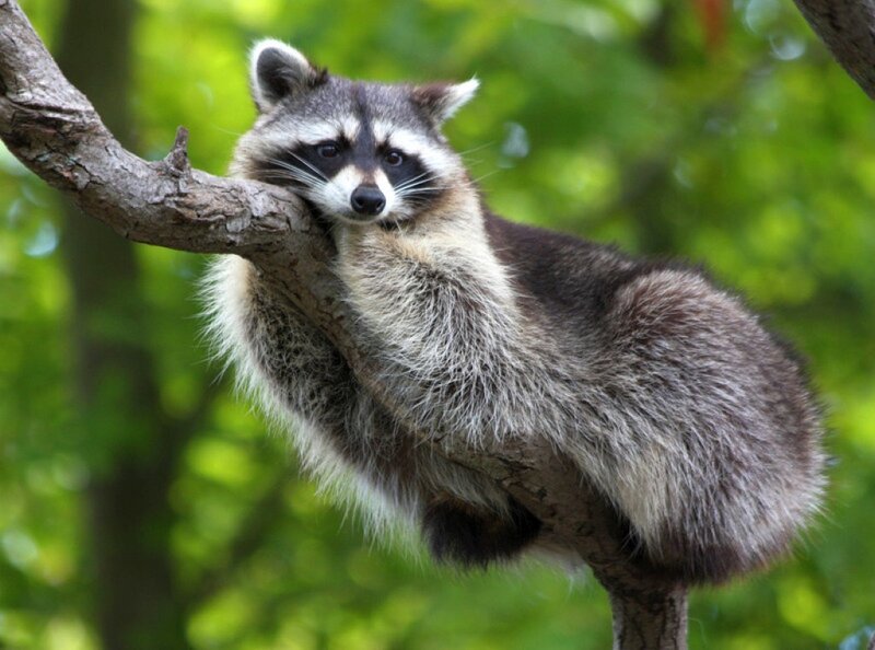 Raccoon on Tree Branch