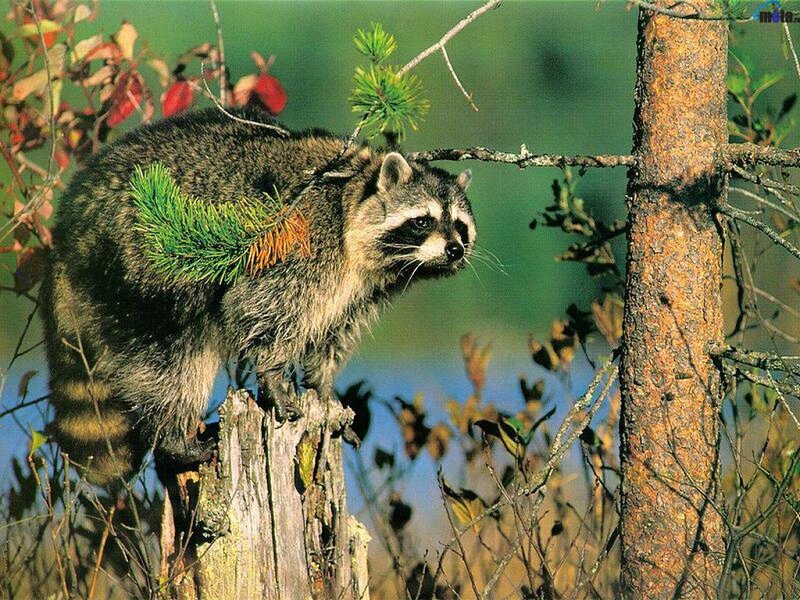 Raccoon on Tree Stump