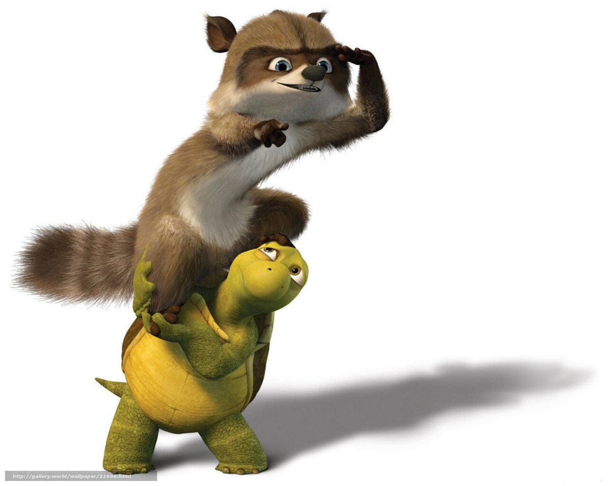 raccoon on turtle's back