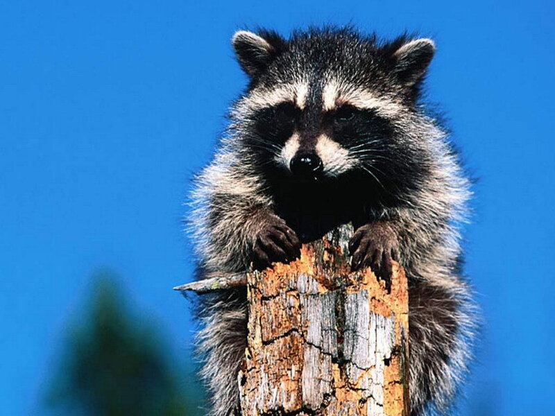 Raccoon on Wooden Post — Blue