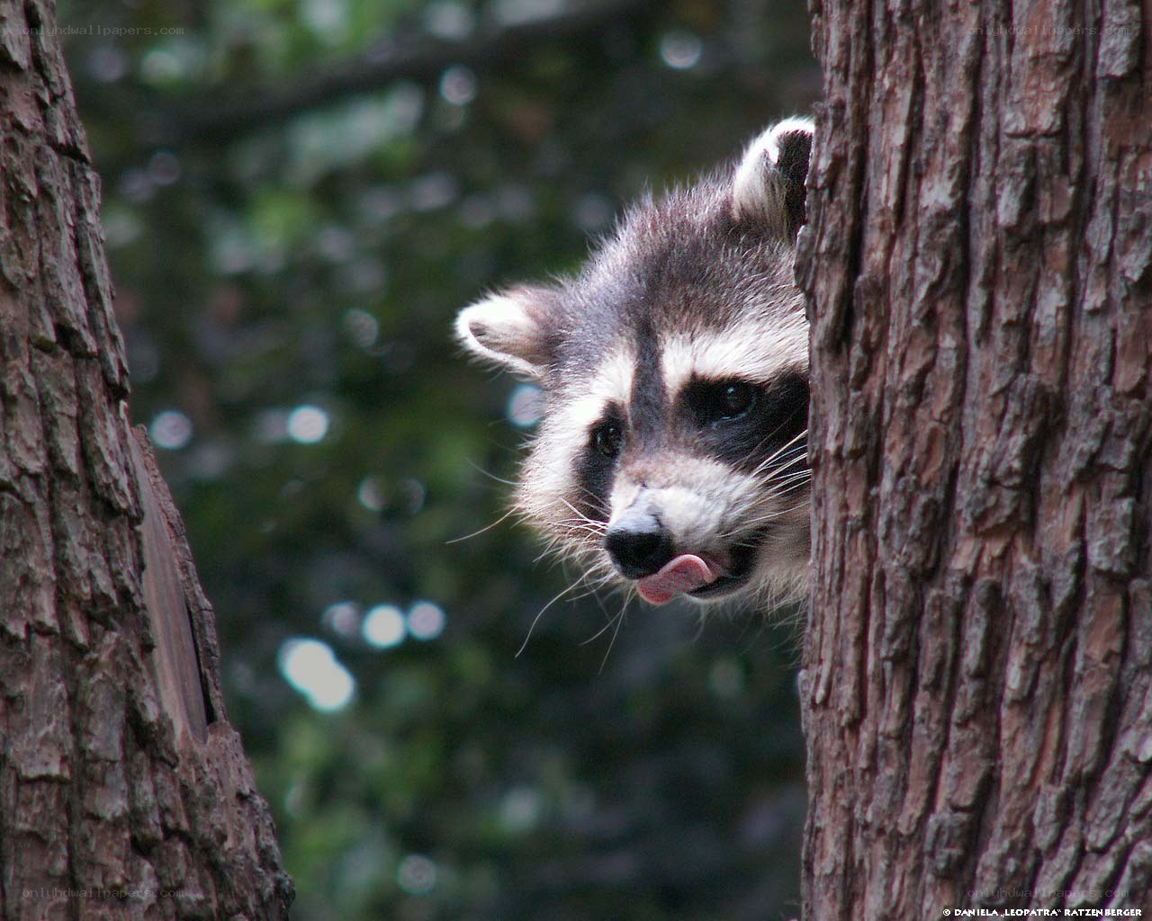 raccoon peeking between trees