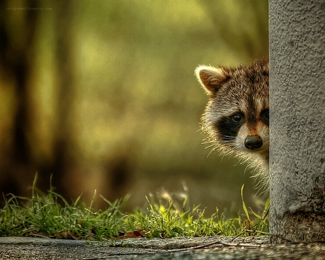 raccoon peeking from behind a post