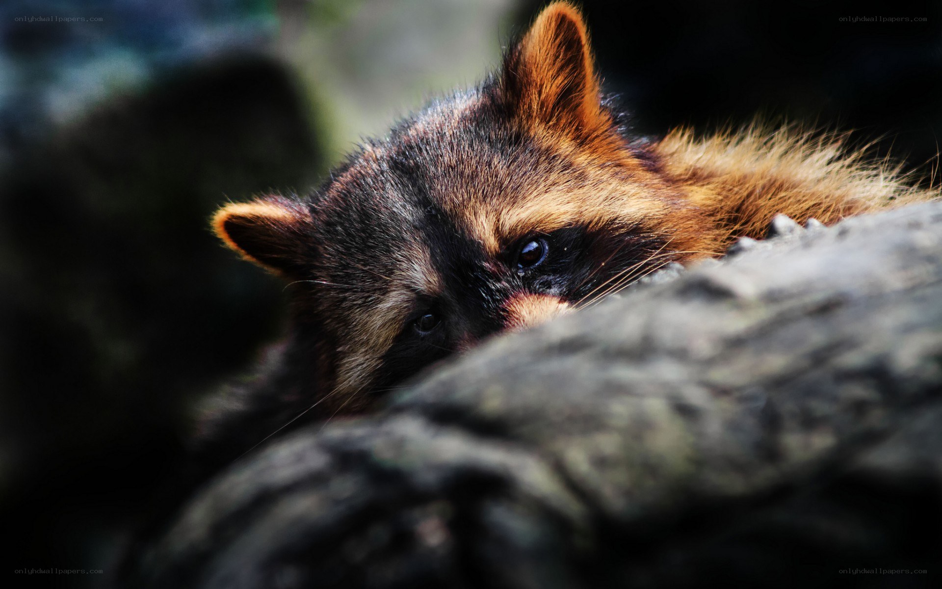 raccoon peeking from behind log