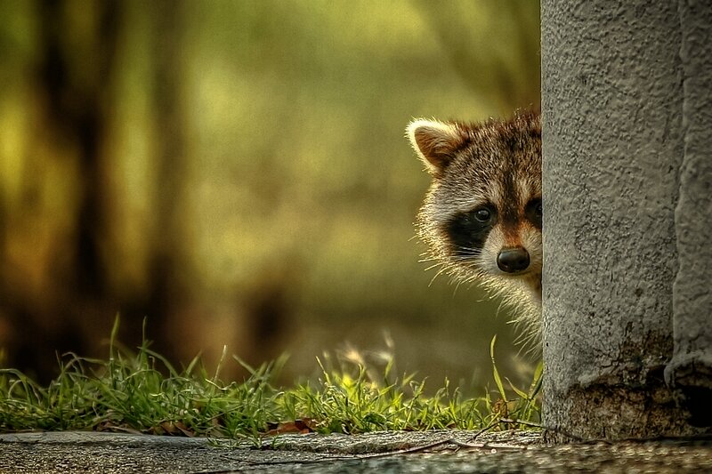 Raccoon Peeking from Behind