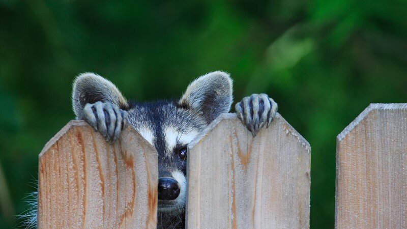 Raccoon Peeking over Fence — Brown