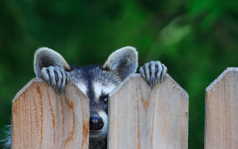 Raccoon Peeking over Fence