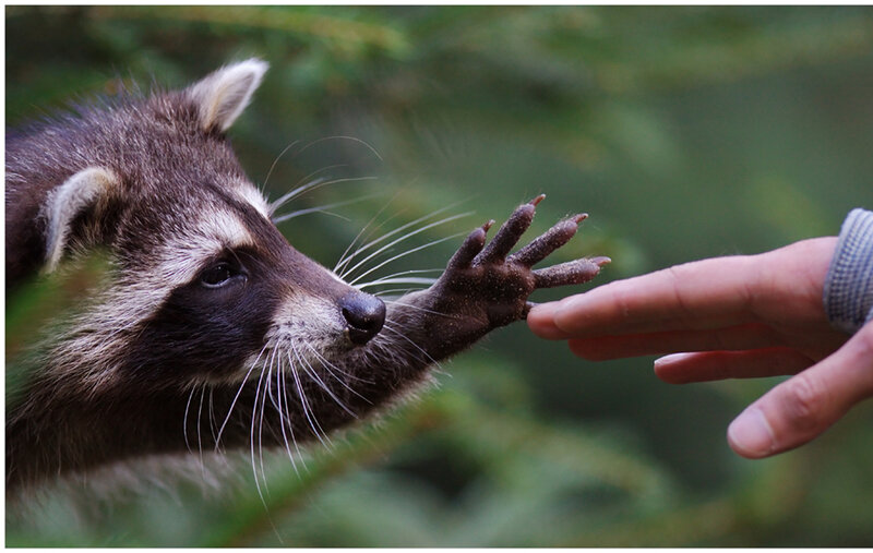 Raccoon Reaching for Hand