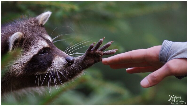 raccoon reaching for human hand