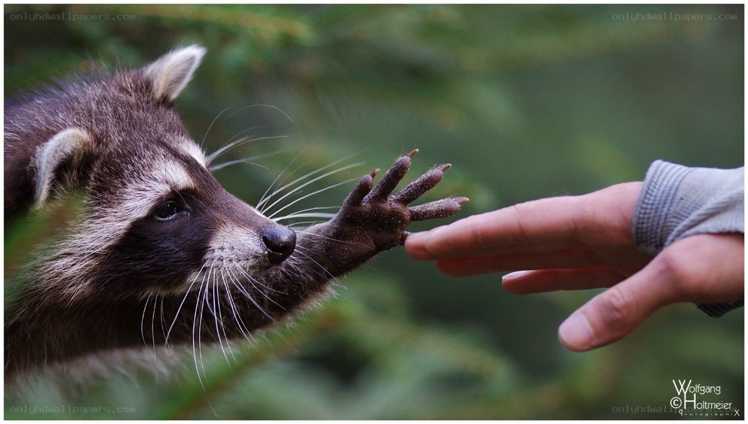 raccoon reaching for human hand