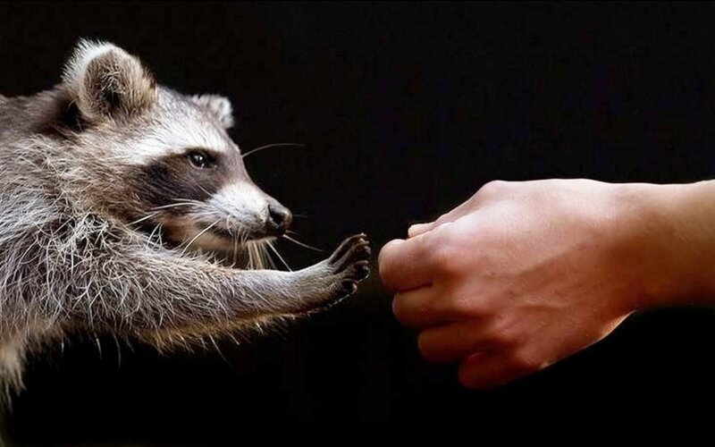 Raccoon Reaching Hand