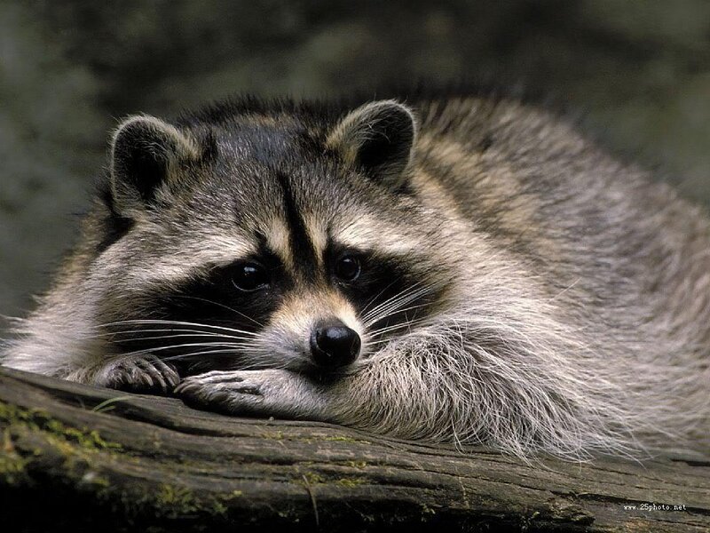 Raccoon resting on a log