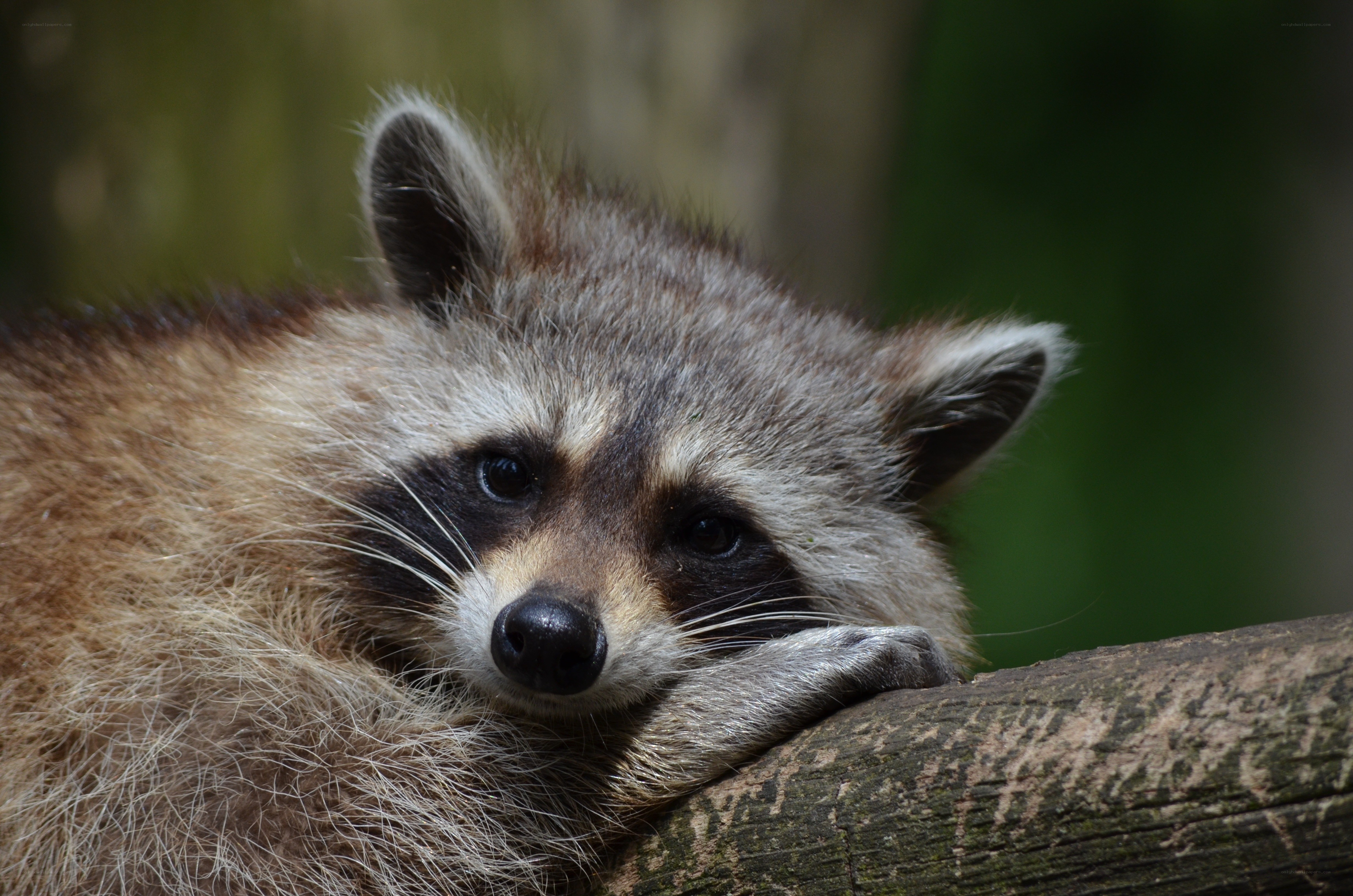 Raccoon resting on a log