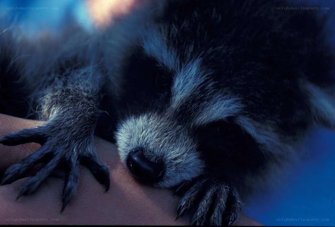 Raccoon resting on hand