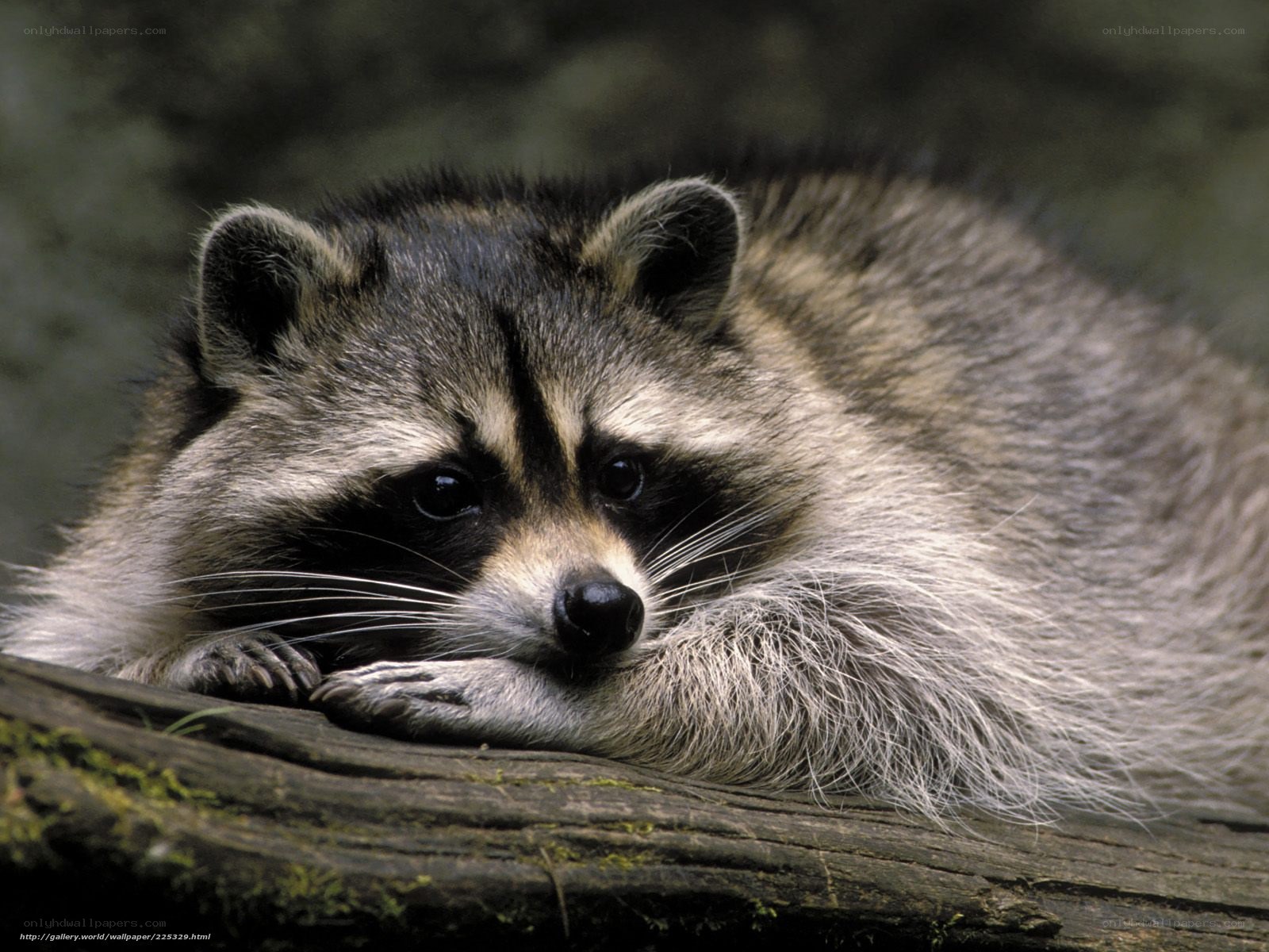 Raccoon resting on log