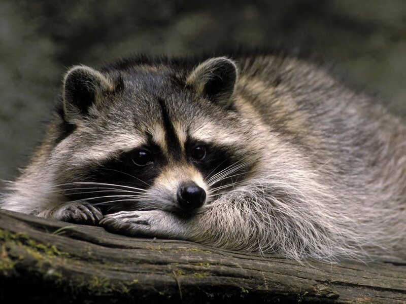 Raccoon resting on log