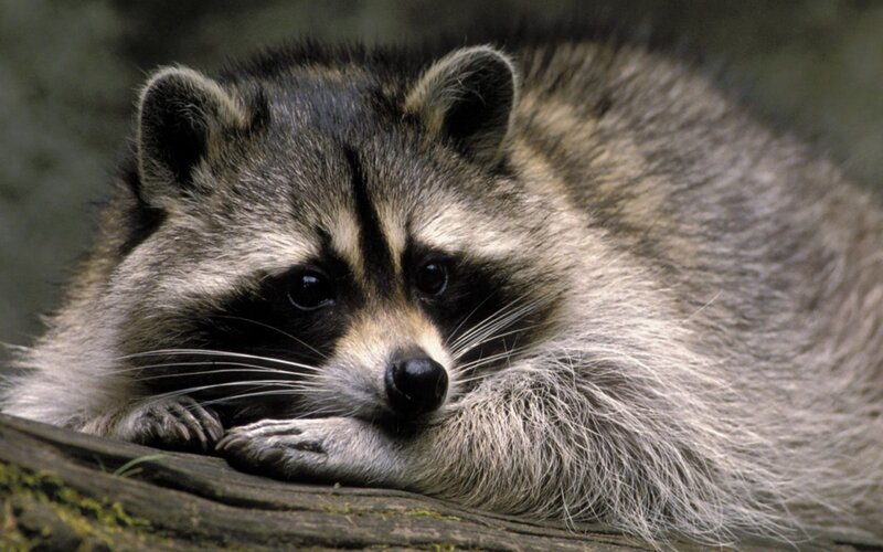 Raccoon Resting on Log — Gray, Calm, Photograph, Forest