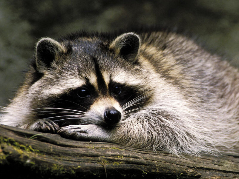 Raccoon Resting on Log — Gray, Calm, Photograph