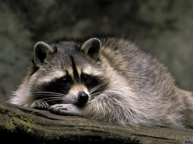 Raccoon Resting on Log — Gray