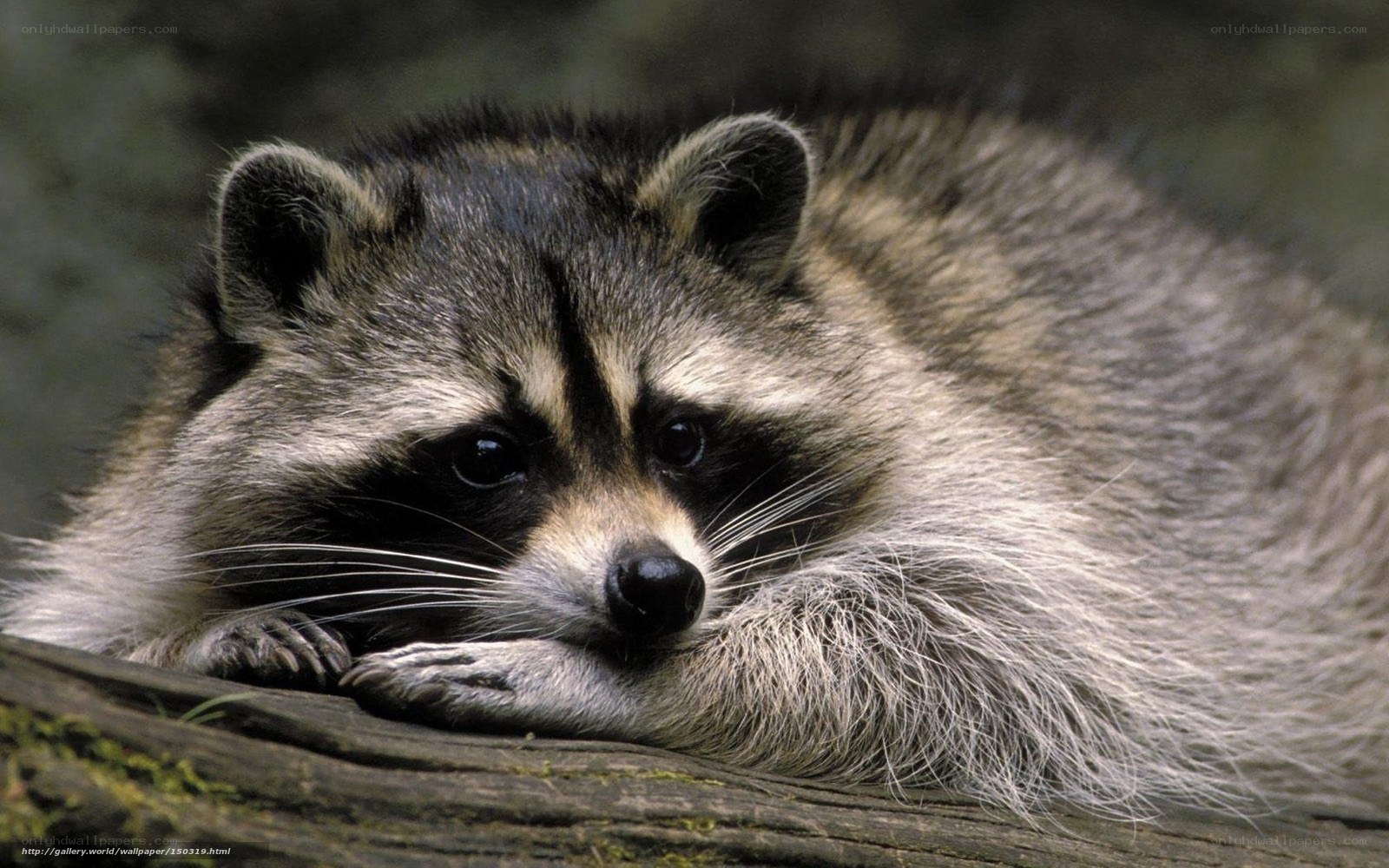Raccoon resting on log