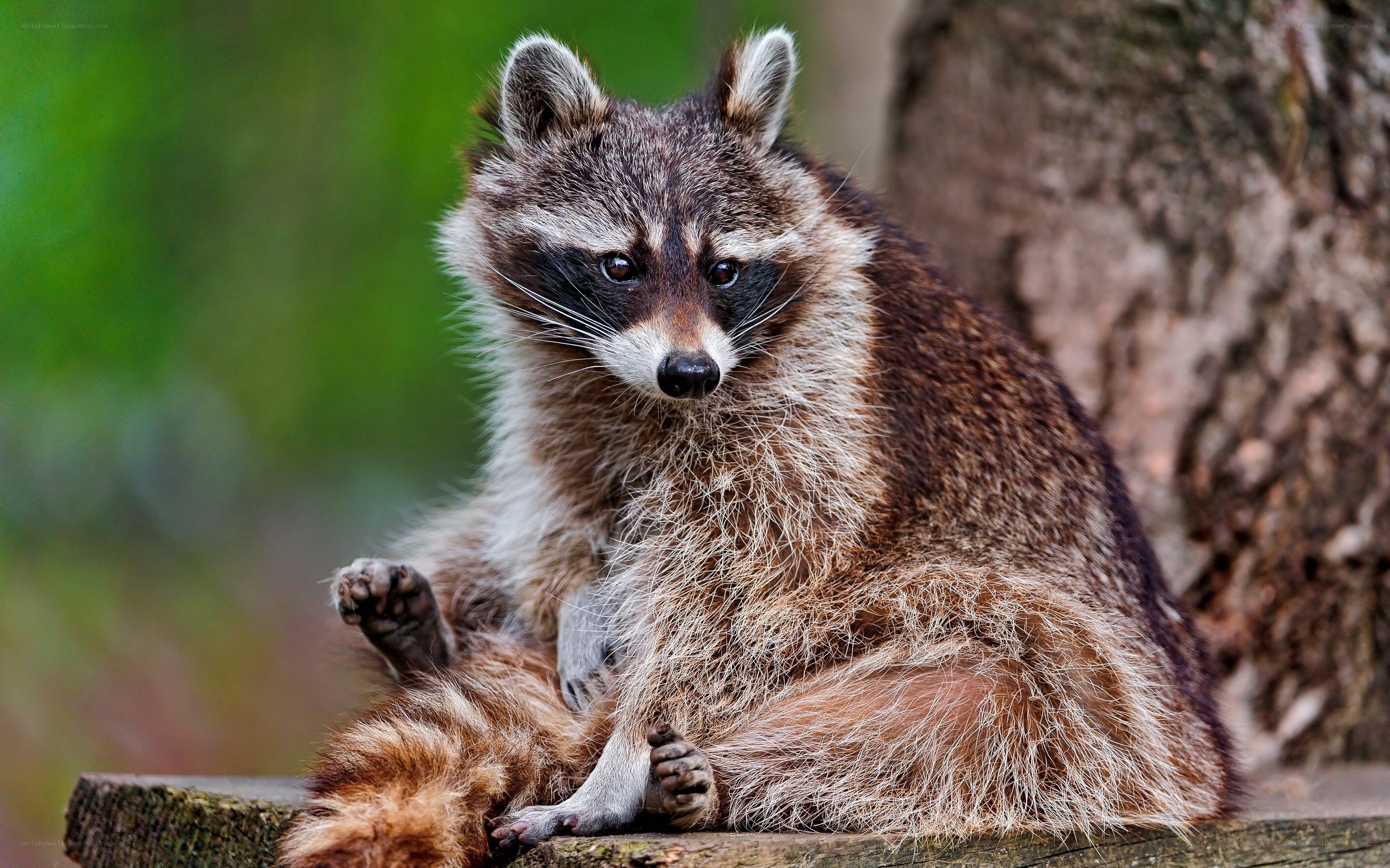 Raccoon sitting on a log