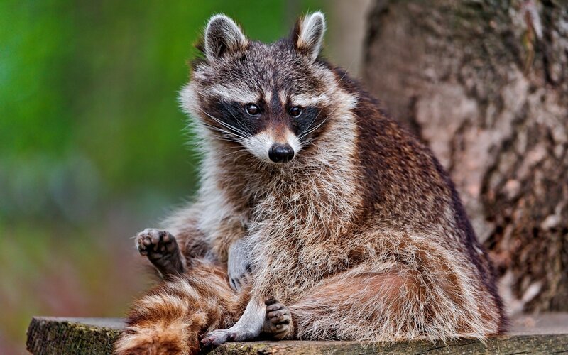 Raccoon Sitting on Log