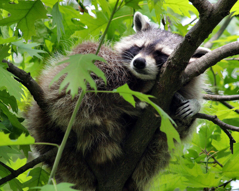 Raccoon Sleeping in Tree