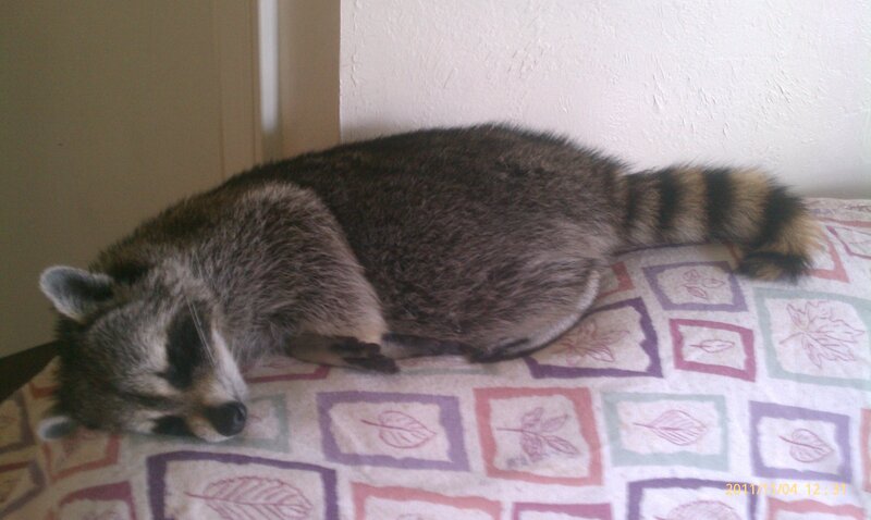 Raccoon Sleeping on Blanket