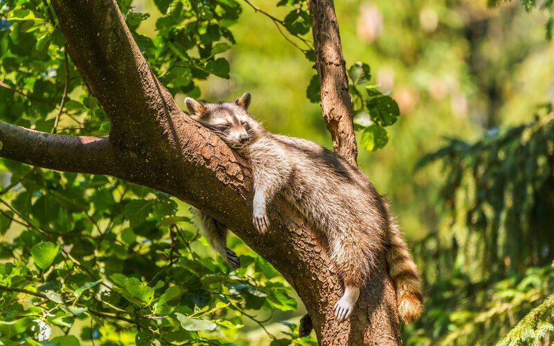 Raccoon Sleeping on Branch — Green, Serene