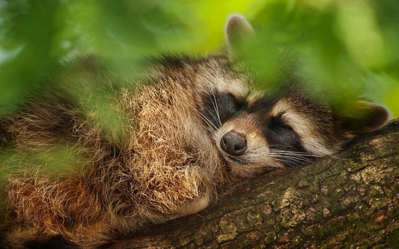Raccoon Sleeping on Branch — Green