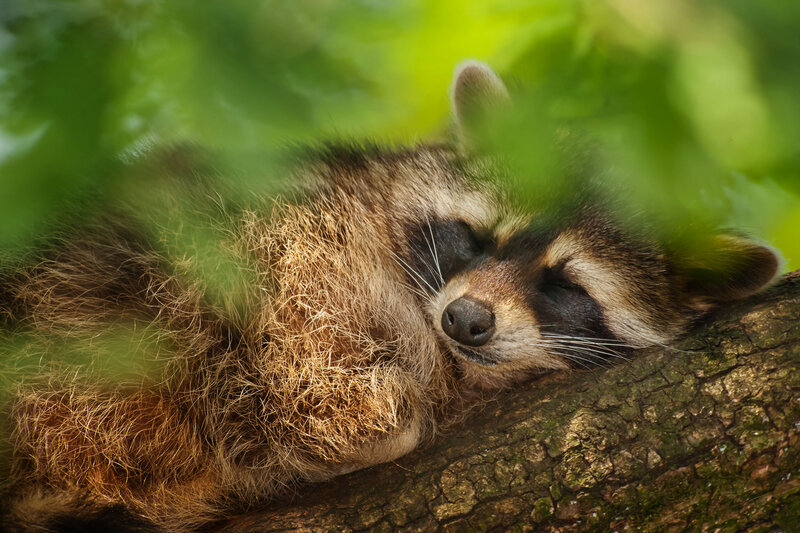 Raccoon Sleeping on Branch