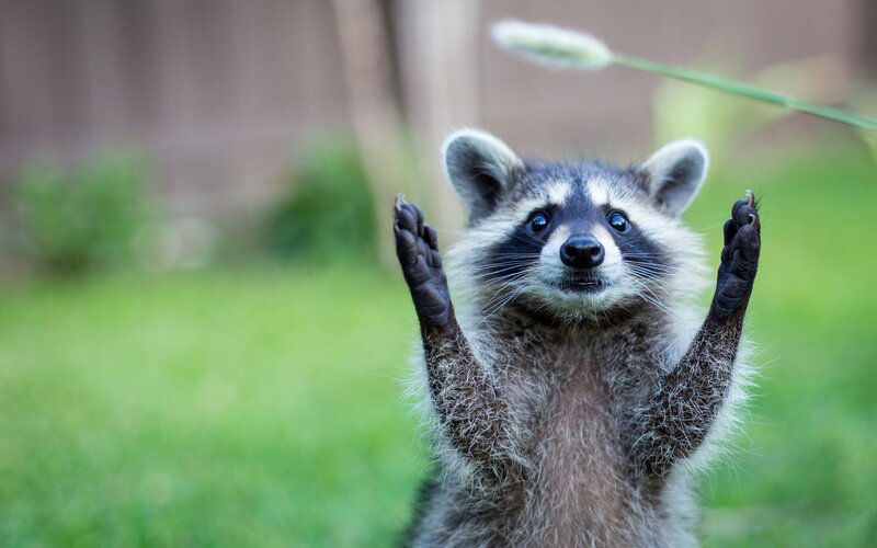 Raccoon Standing on Hind Legs
