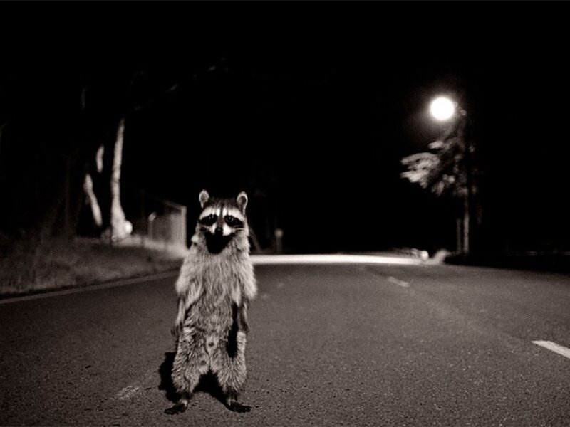 Raccoon Standing on Road — Black
