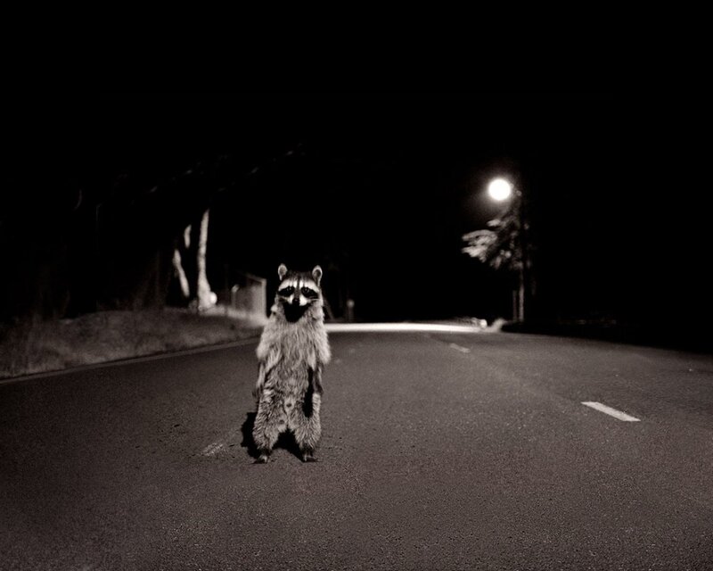 Raccoon Standing on Road