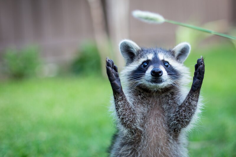 Raccoon Standing Upright — Green