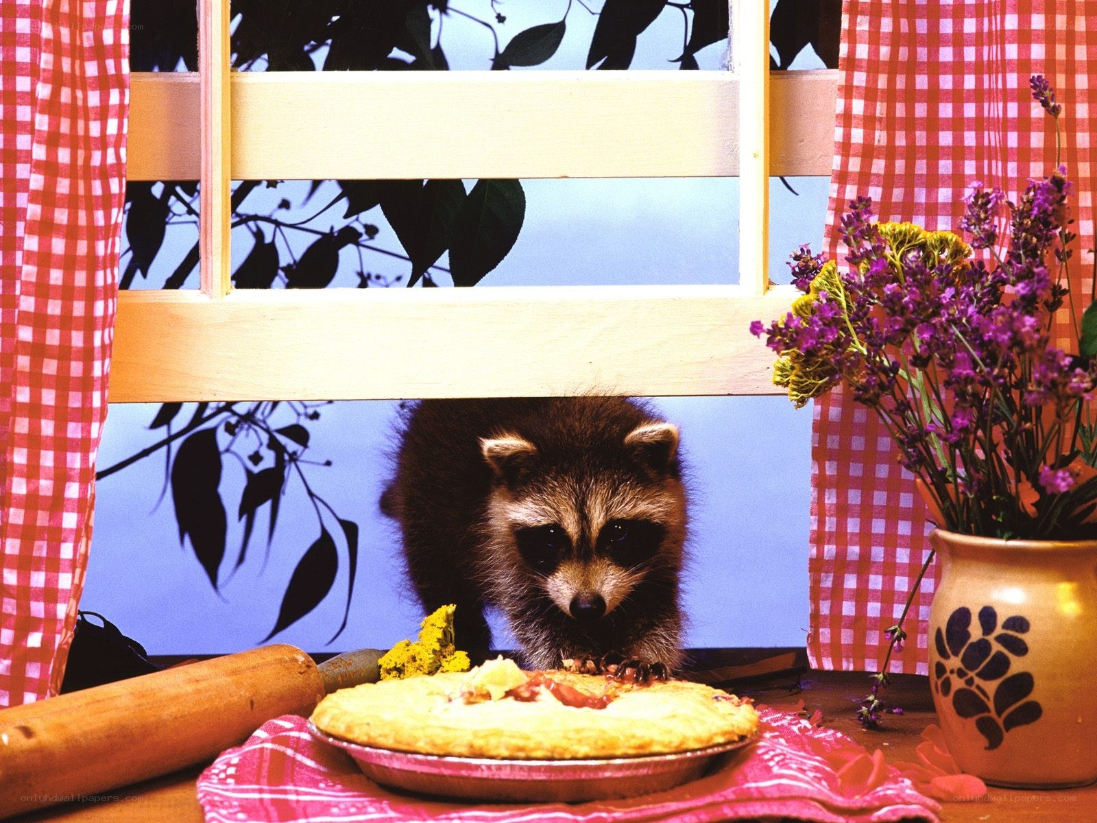 Raccoon stealing pie from kitchen