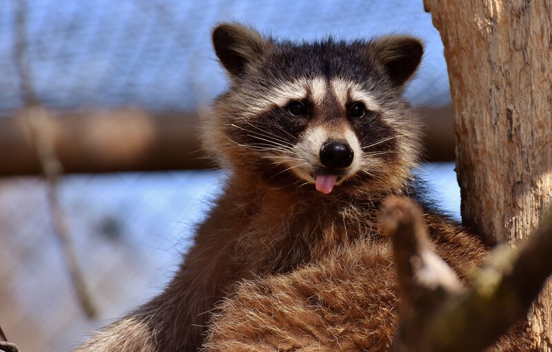 Raccoon sticking out its tongue
