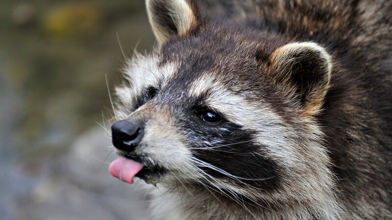 raccoon sticking out tongue