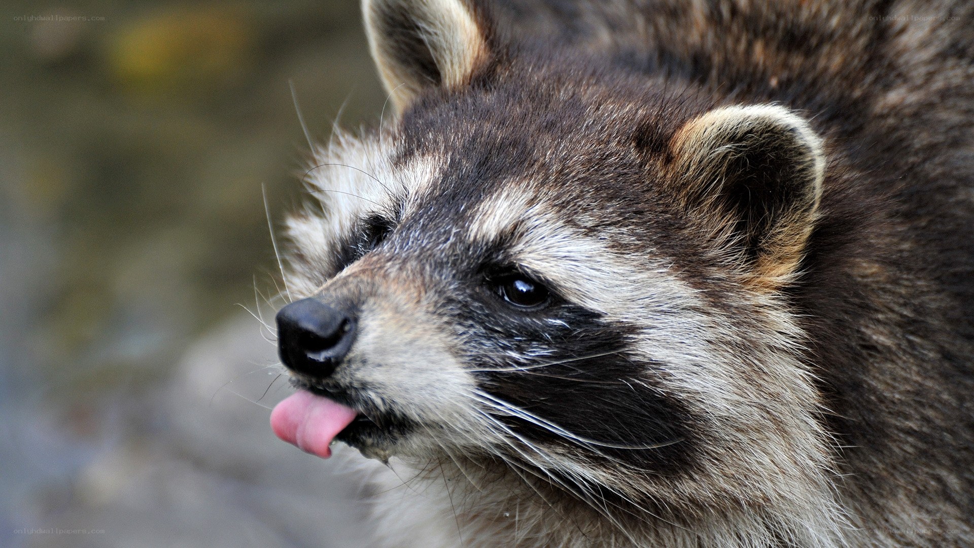 raccoon sticking out tongue
