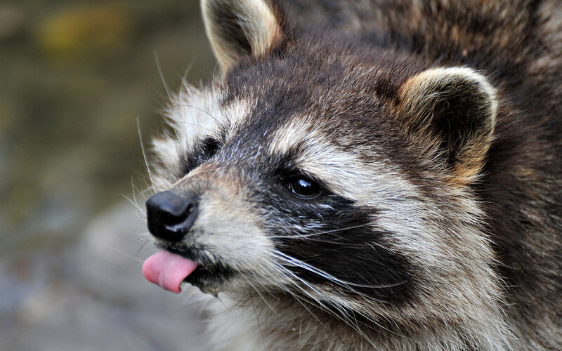 raccoon sticking out tongue