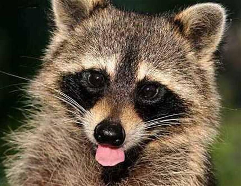 Raccoon Sticking Out Tongue — Brown