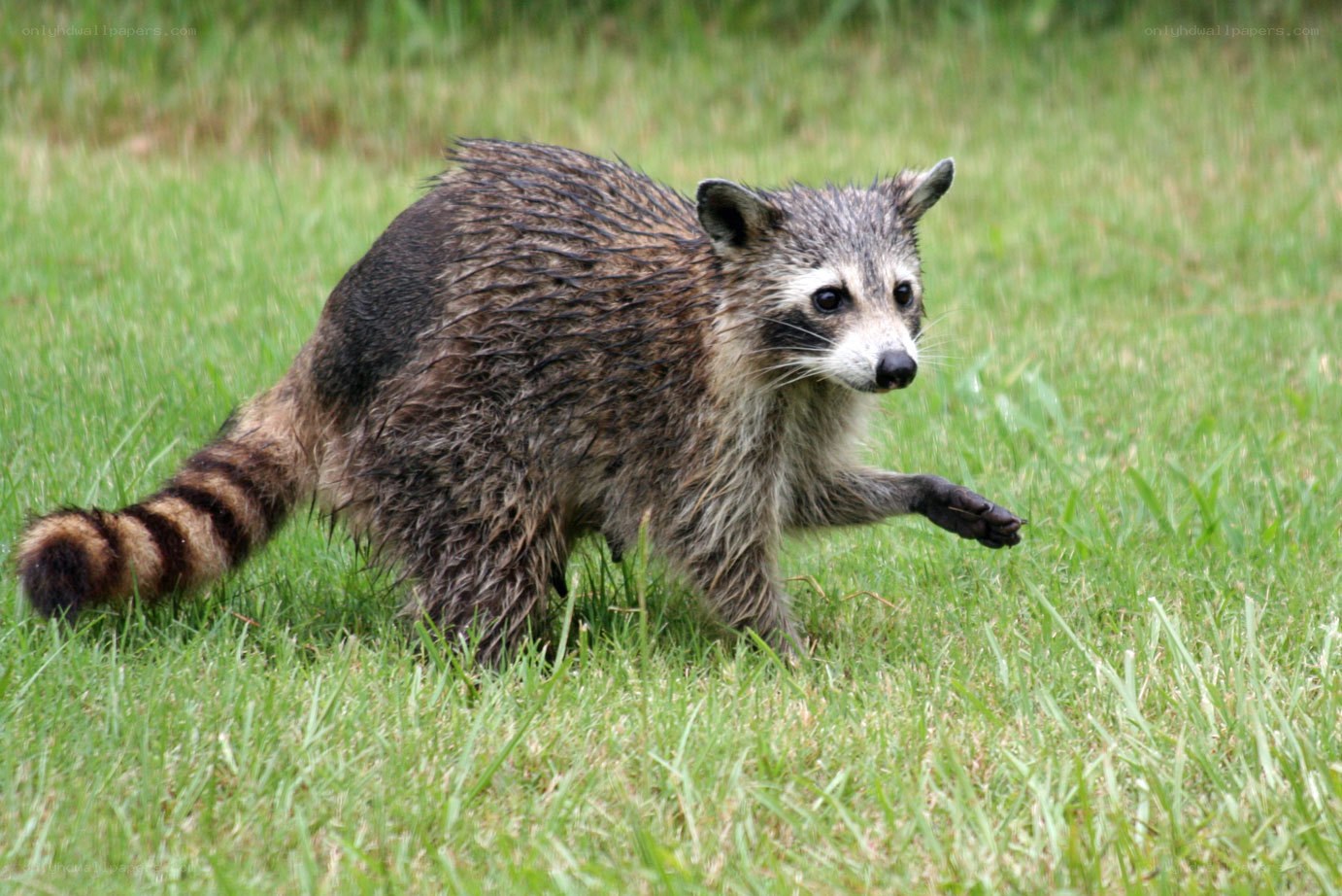raccoon walking on grass