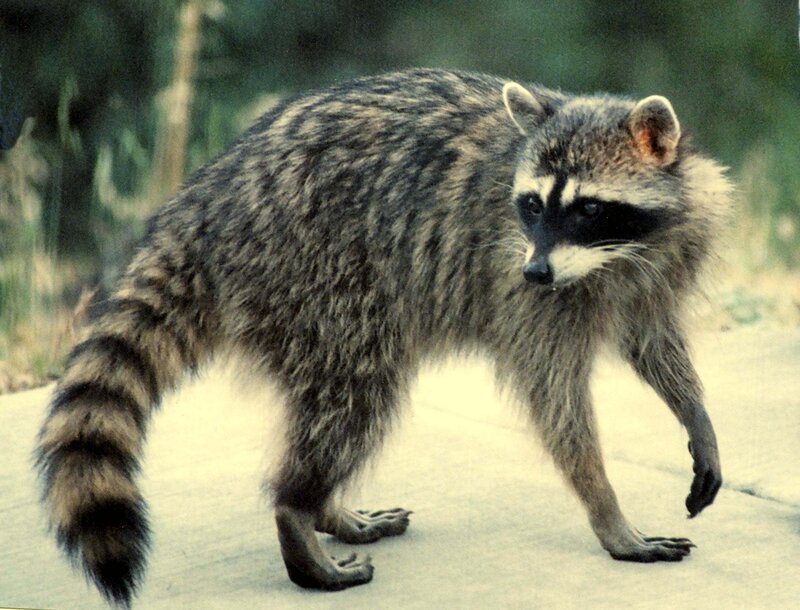 Raccoon Walking on Pavement