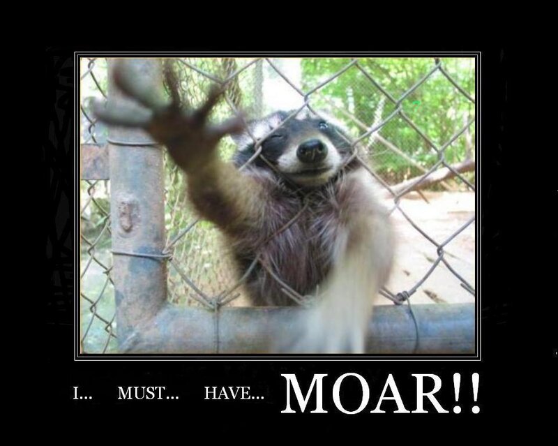 raccoon wants moar