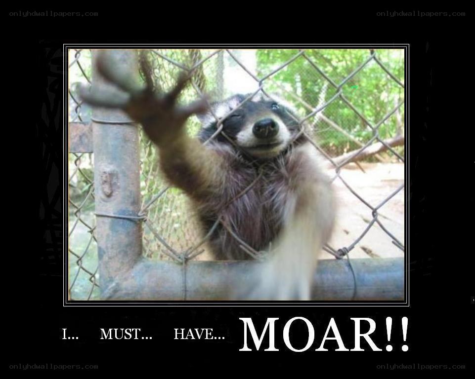 raccoon wants moar